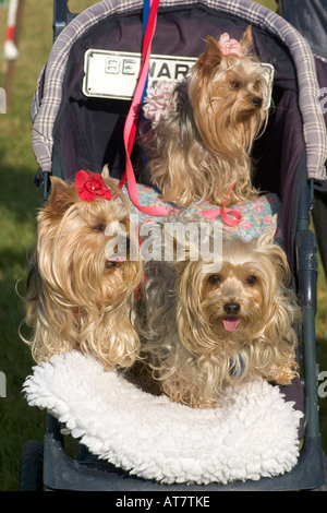 3 Yorkshire Terriers dans la poussette Banque D'Images