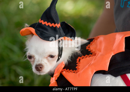 Chien habillé en costume. Banque D'Images
