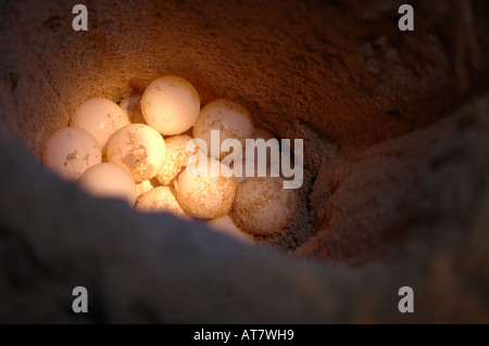 Les œufs de Tortue verte sur le point d'être enterré dans l'écloserie sur Pulau Selingan (île Tortue) Sabah, Bornéo Banque D'Images