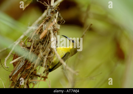 Olive femelle Souimanga adossé à la construction du nid à Pulau Selingan (île Tortue) Sabah, Bornéo Banque D'Images