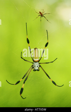 Les petits garçons ( ) et femelle golden silk-orb weaver ( genre Nephila ) ( Golden web, Golden-web ) sur spider web, Panama Banque D'Images