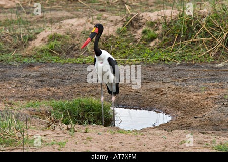 Saddle-billed Stork (Ephippiorhynchus senegalensis), le Ruaha National Park, Tanzania, Africa Banque D'Images
