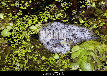 Grenouille des marais rayée, Lymnodynastes peroni. Masse d'oeufs ou grenouille fraie parmi les mauvaises herbes de l'étang. Coffs Harbour, Nouvelle-Galles du Sud, Australie Banque D'Images