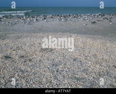 Les oiseaux de mer sur la plage de shell beach couvert Sanibel Island Floride Décembre 1998 Banque D'Images