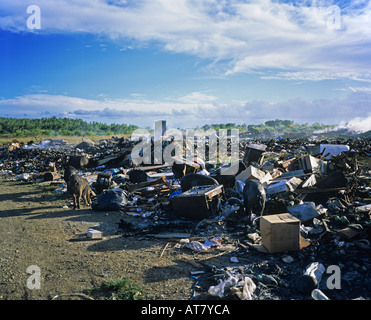 Dépotoir et les cochons sauvages pour l'alimentation d'évacuation, Guadeloupe, French West Indies Banque D'Images