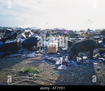 Dépotoir et les cochons sauvages pour l'alimentation d'évacuation, Guadeloupe, French West Indies Banque D'Images