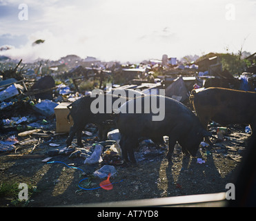 Dépotoir et les cochons sauvages pour l'alimentation d'évacuation, Guadeloupe, French West Indies Banque D'Images