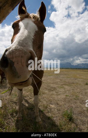 Portrait d'un cheval au Parc National de Grand Teton, Wyoming, États-Unis d'Amérique