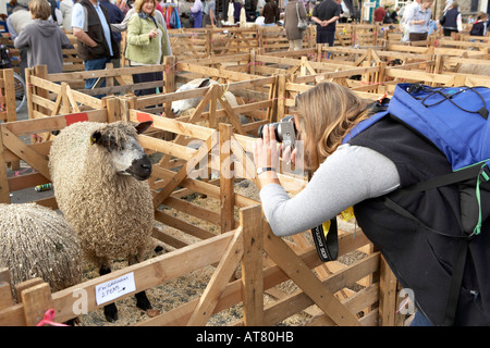 Visiteur à la 21e foire de moutons Masham prendre des photographies d'une brebis à la plume Banque D'Images