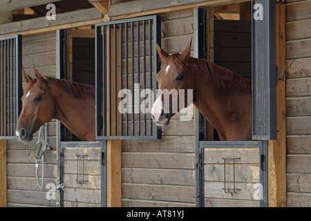 Polo pony dans une étable Banque D'Images