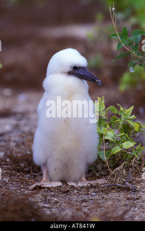 Fou brun Native chick (Sula leucogaster plotus) sur l'atoll de Kure, New York Banque D'Images