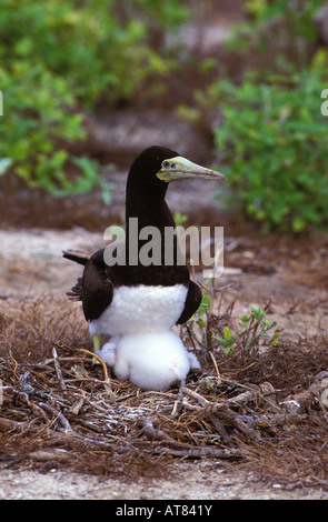 Fou brun natif (Sula leucogaster plotus) au nid avec chick sur l'atoll de Kure, New York Banque D'Images