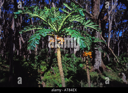 Les espèces rares et menacées, Lobelia (cyanea shipmanii). Il n'y a que 3 plantes connues à hawaii. Banque D'Images