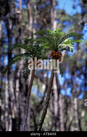 Les espèces rares et menacées, Lobelia (cyanea shipmanii). Il n'y a que 3 plantes connues à hawaii. Banque D'Images