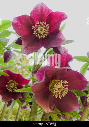 Helleborus orientalis Lenten Rose Banque D'Images