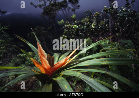 'Est-à-dire 'Ie (freycinetia arborea) sur Mauumae, Ridge Mtns Koolau, Oahu. Banque D'Images