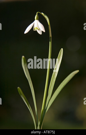Snowdrop Galanthus nivalis Close up Banque D'Images