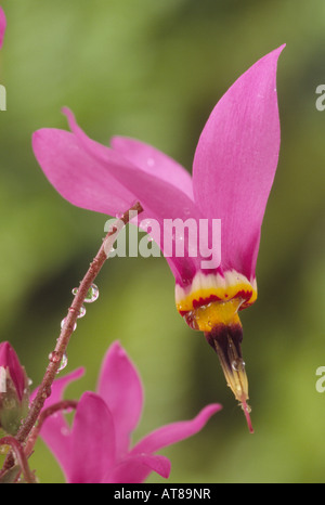 Dodecatheon pulchellum subsp. pulchellum 'Red Wings'. (Shooting stars, American coucou bleu) Banque D'Images