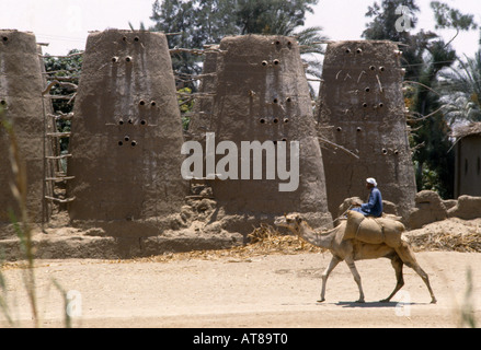 Delta du Nil Egypte Fellamin Dove Lits bébés Banque D'Images