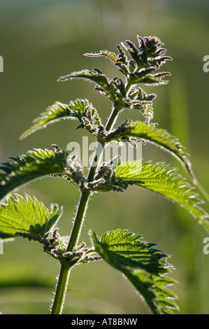 Vue rapprochée d'une ortie Banque D'Images