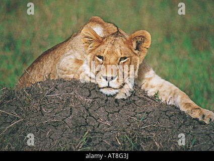 Young male Lion sur termitière Masai Mara National Reserve Kenya Afrique de l'Est Banque D'Images