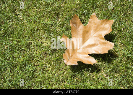 Feuille en herbe Banque D'Images