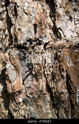 L'écorce des arbres Banque D'Images
