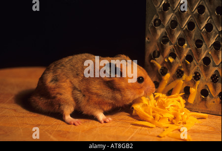 L'alimentation du hamster de fromage râpé Banque D'Images