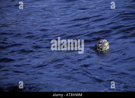 Des tortues de mer vertes popping sa tête au-dessus de l'eau Banque D'Images