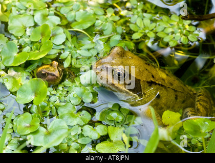 Une grenouille rousse (Rana temporaria) et de grenouillette entre Ogden (hydrocharide grenouillette) dans un étang de jardin. UK Banque D'Images