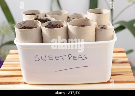 Rouleau de papier toilette en carton accessoires utilisés comme eco friendly pois de pots de graines avec une boîte de crème glace utilisé est recyclé comme un semoir Banque D'Images