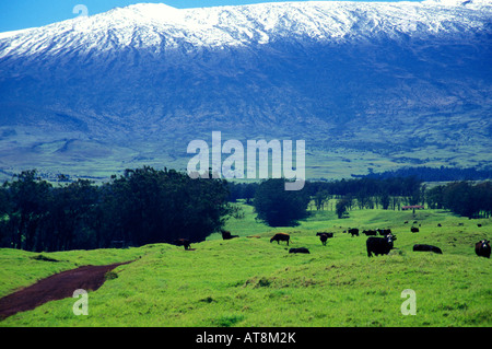 Mauna Kea enneigé avec le Parker Ranch pâturage dans l'avant-plan, Big Island Banque D'Images