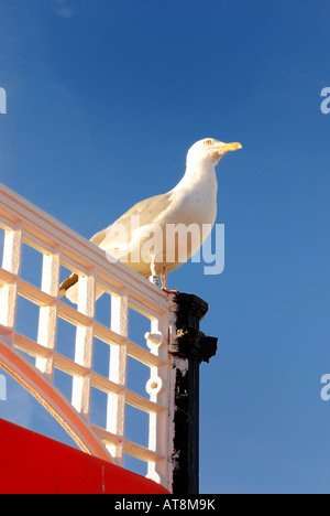 Seagull perché sur la jetée de Brighton Banque D'Images