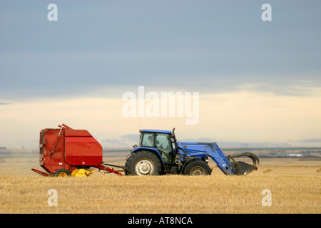 AGRICULTURE champ de blé dans les Prairies de l'Alberta, au Canada, en Amérique du Nord. Pressage de paille aliments pour bétail' Banque D'Images