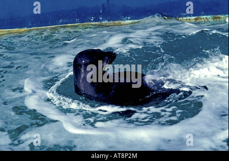 Une espèce en voie d'Hawaiian phoque moine (Monachus schauinslandi) ébats dans une piscine à l'Aquarium de Waikiki Banque D'Images