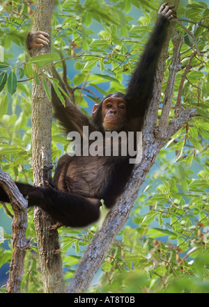 Le chimpanzé savane arbre / Pan troglodytes Banque D'Images