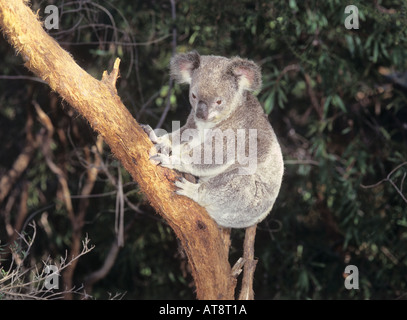Assis sur un arbre koala Phascolarctos cinereus Banque D'Images