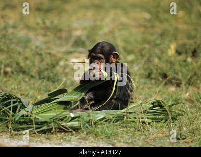 Jeune chimpanzé assis sur le terrain Pan troglodytes Banque D'Images