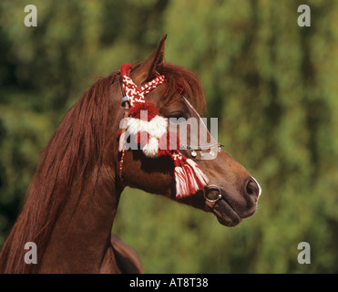 Portrait de race décorées d'Arabie Banque D'Images