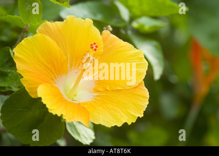 Gros plan d'une fleur d'hibiscus jaune (hibiscus brackenridgei ; pua aloalo en hawaiien) qui est la fleur de l'état d'Hawaï Banque D'Images