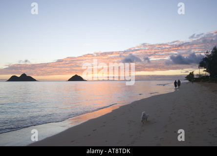 Un petit chien blanc s'étend le long de la plage Lanikai magnifique au lever du soleil avec l'Mokulua islands dans la distance. Banque D'Images