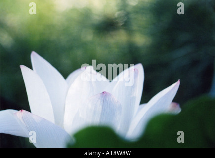 Belle fleur de lotus blanc en pleine floraison Banque D'Images
