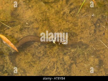 Couleuvre à la chasse dans l'eau pour les têtards en mai. Natrix natrix Banque D'Images