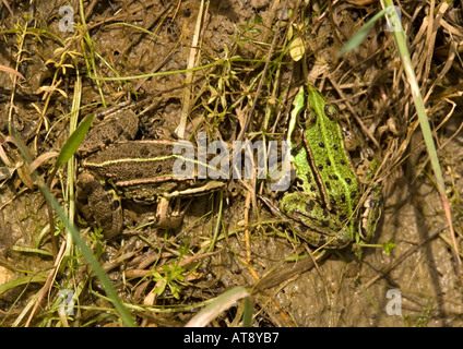 Les grenouilles comestibles se dorant dans soleil. Rana esculenta Banque D'Images