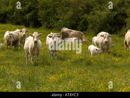 Le bétail avec des veaux dans des pâturages fleuris avec des renoncules. Brenne, France Banque D'Images