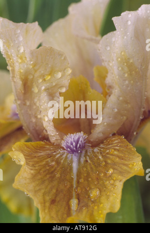 'Poupée' Iris ocre Standard Iris nain. Banque D'Images