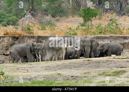 Troupeau d'éléphants, Loxodonta africana à Katavi National Park, Tanzania, Africa Banque D'Images