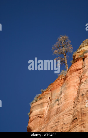 Arbre sur ciel bleu contre rim canyon Zion National Park Washington County UT Banque D'Images