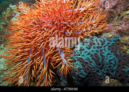 [Gros plan] couronne d'épines Acanthaster planci Étoile de prédateurs sur les coraux durs en Daymanyat la mer de l'île d'Oman Banque D'Images