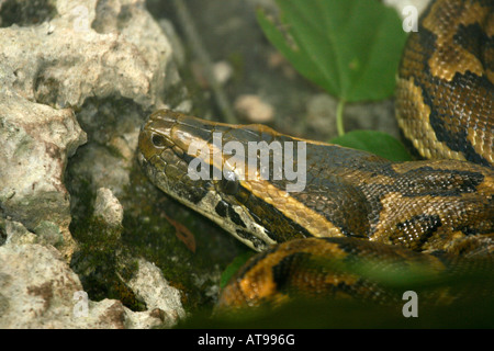 La tête d'un Africain (Python sebae Python Rock) à Zanzibar, Tanzanie Banque D'Images